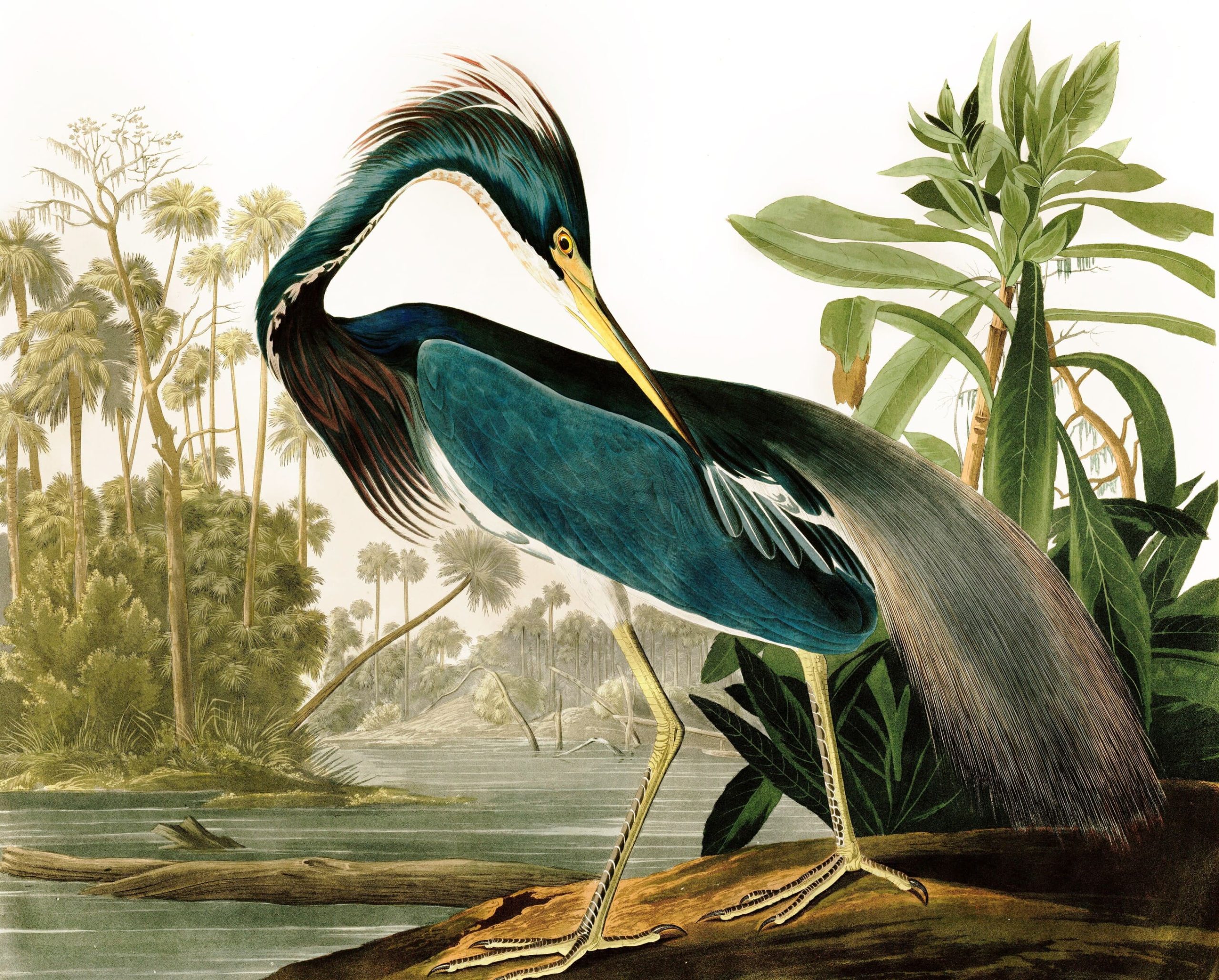 BIRDS OF AMERICA 2 © MÉTÉORES FILMS - ARTE FRANCE CINÉMA - « Blue Crane » by John James Audubon